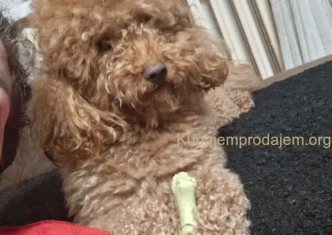 Mužjak crvene pudle slobodan za parenje