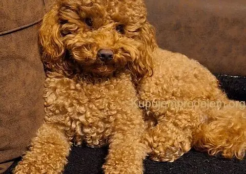 Mužjak crvene pudle slobodan za parenje - 2/2