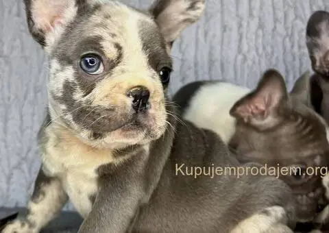 Francuski buldog stenci - 2/10