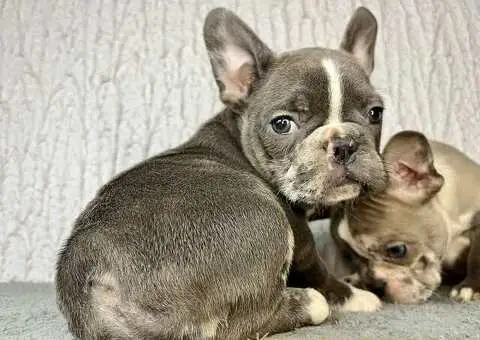 Francuski buldog stenci - 4/10