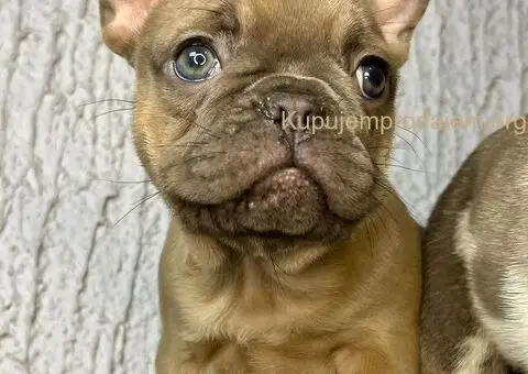 Francuski buldog stenci - 7/10
