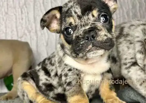 Francuski buldog stenci - 8/10