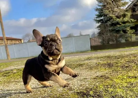 Francuski buldog stenci - 9/10