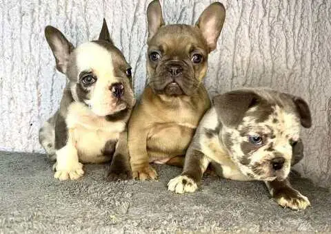 Francuski buldog stenci - 10/10