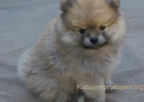 Pomeranac prelepi stenci - 8/9