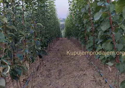 Na prodaju sadnice jabuke i kruške