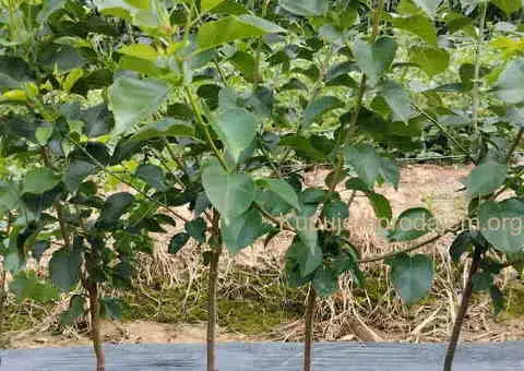 Na prodaju sadnice jabuke i kruške - 2/2