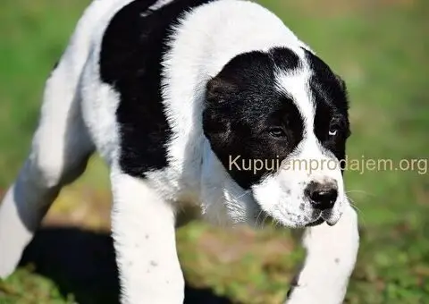 Srednjeazijski ovčar VRHUNSKI štenci - 1/15