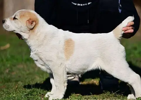 Srednjeazijski ovčar VRHUNSKI štenci - 2/15