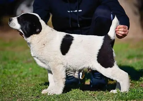 Srednjeazijski ovčar VRHUNSKI štenci - 3/15