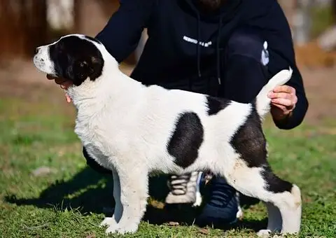 Srednjeazijski ovčar VRHUNSKI štenci - 4/15