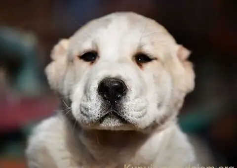 Srednjeazijski ovčar VRHUNSKI štenci - 5/15