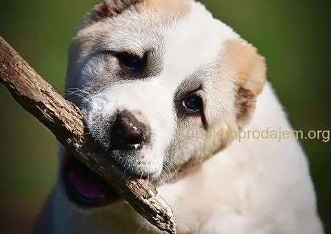 Srednjeazijski ovčar VRHUNSKI štenci - 6/15