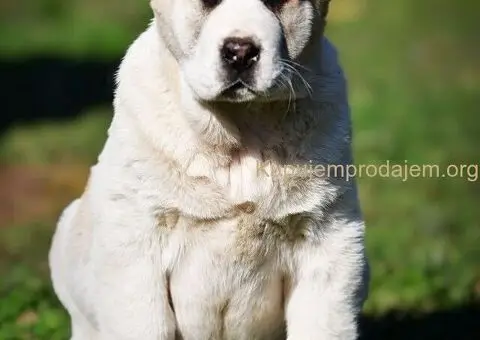 Srednjeazijski ovčar VRHUNSKI štenci - 7/15