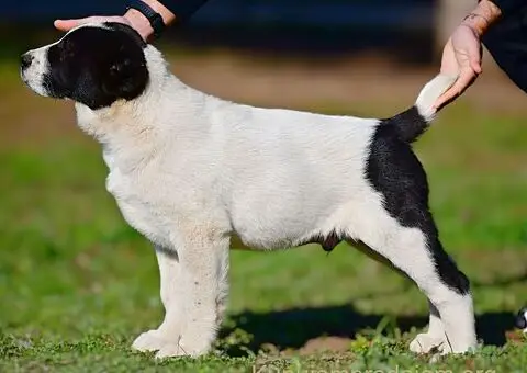 Srednjeazijski ovčar VRHUNSKI štenci - 8/15