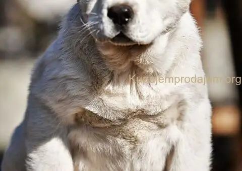 Srednjeazijski ovčar VRHUNSKI štenci - 9/15