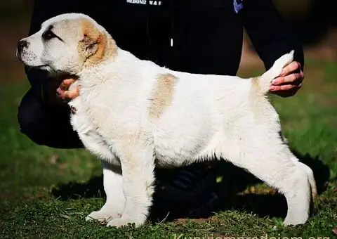 Srednjeazijski ovčar VRHUNSKI štenci - 10/15