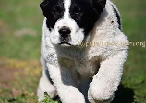 Srednjeazijski ovčar VRHUNSKI štenci - 11/15