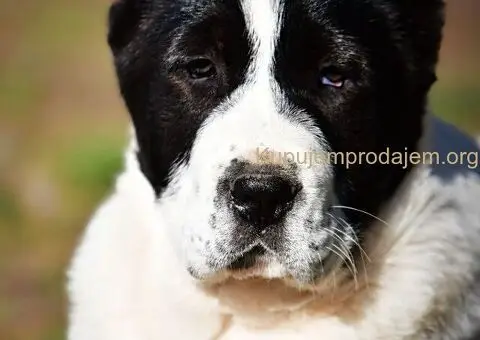 Srednjeazijski ovčar VRHUNSKI štenci - 12/15