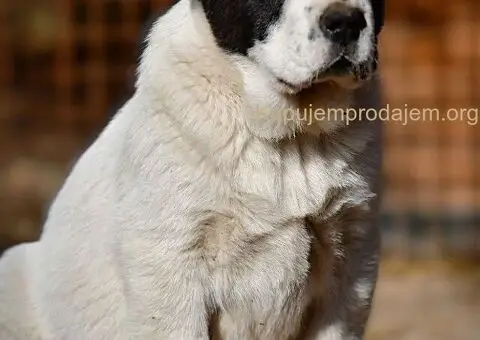 Srednjeazijski ovčar VRHUNSKI štenci - 13/15