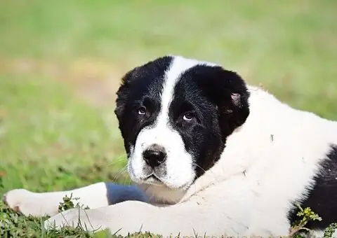Srednjeazijski ovčar VRHUNSKI štenci - 14/15