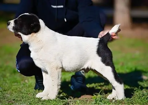 Srednjeazijski ovčar VRHUNSKI štenci - 15/15