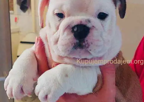 Engleski BULDOG zenkica - 1/3