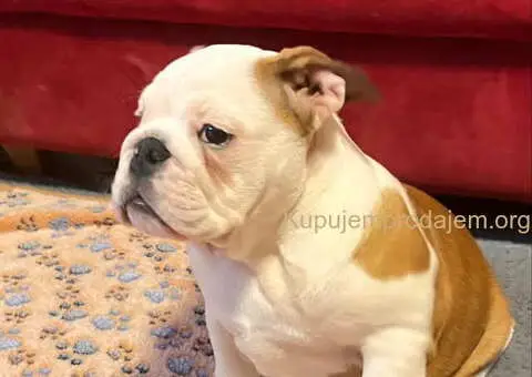 Engleski BULDOG zenkica - 2/3