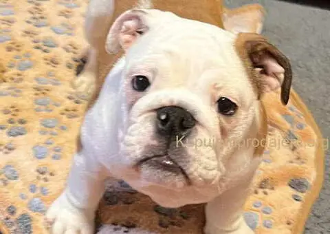 Engleski BULDOG zenkica - 3/3