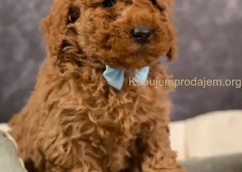 Prelepe Toy Pudle na prodaju - 1/4