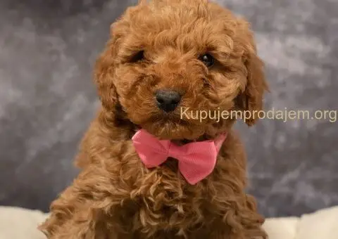 Prelepe Toy Pudle na prodaju - 2/4