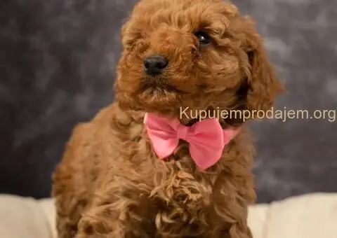 Prelepe Toy Pudle na prodaju - 3/4
