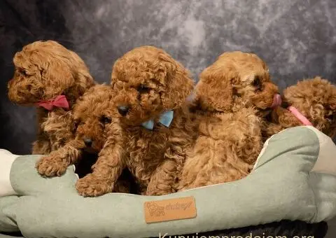 Prelepe Toy Pudle na prodaju - 4/4