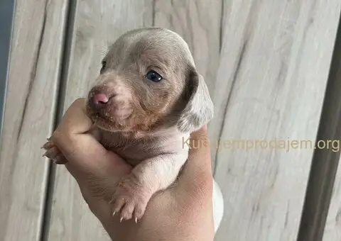 Isabel merle piedbal jaze na prodaju - 1/13