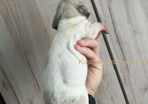 Isabel merle piedbal jaze na prodaju - 2/13