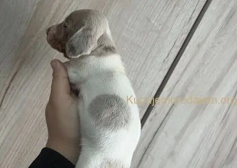 Isabel merle piedbal jaze na prodaju - 3/13