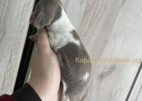 Isabel merle piedbal jaze na prodaju - 4/13