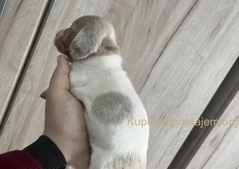 Isabel merle piedbal jaze na prodaju - 5/13