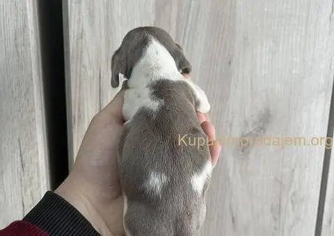 Isabel merle piedbal jaze na prodaju - 6/13