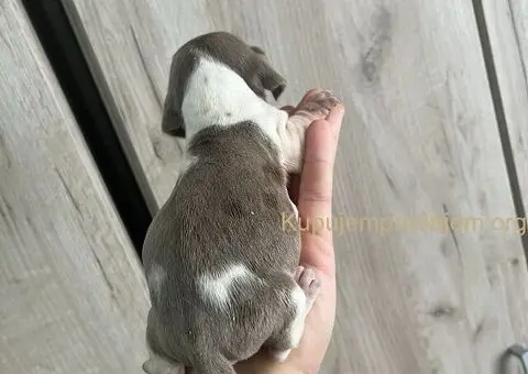 Isabel merle piedbal jaze na prodaju - 7/13