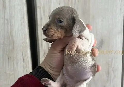 Isabel merle piedbal jaze na prodaju - 8/13