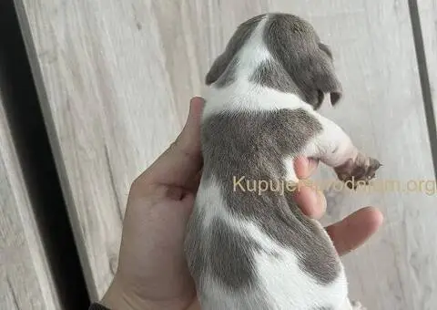 Isabel merle piedbal jaze na prodaju - 9/13