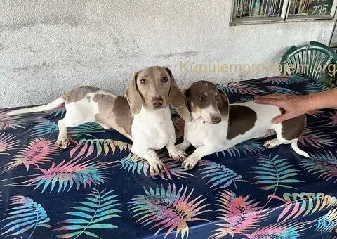 Isabel merle piedbal jaze na prodaju - 10/13