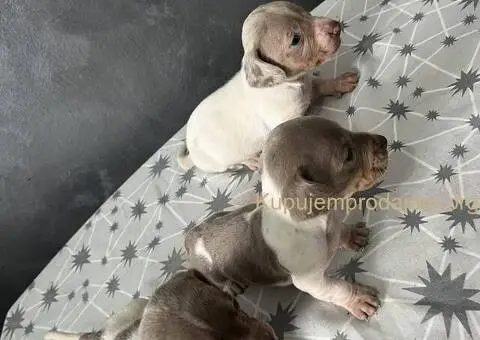 Isabel merle piedbal jaze na prodaju - 11/13