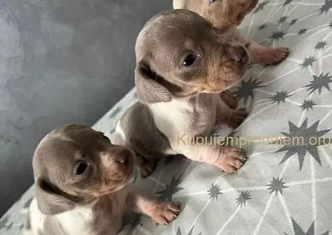 Isabel merle piedbal jaze na prodaju - 12/13