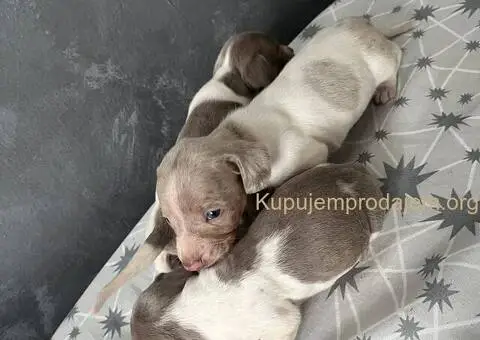 Isabel merle piedbal jaze na prodaju - 13/13