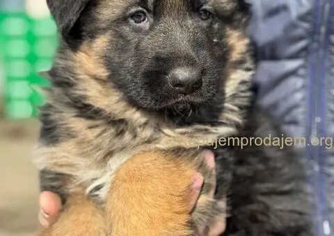 Nemački Ovčar štenci - 1/9