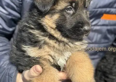 Nemački Ovčar štenci - 4/9