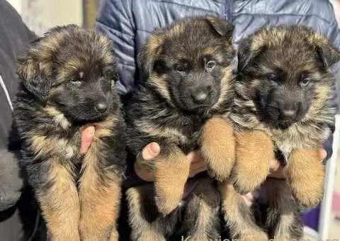 Nemački Ovčar štenci - 6/9