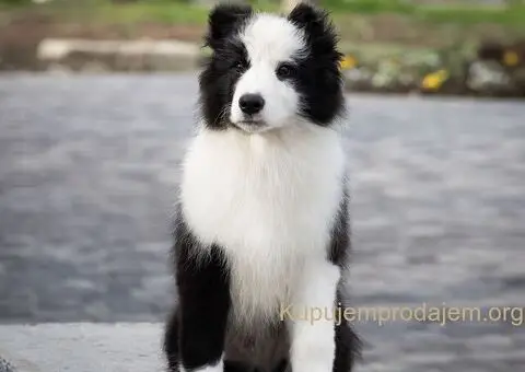 Border Koli štenci - 1/8